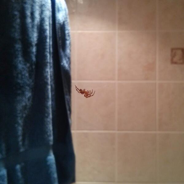 Bathroom invader. #spiderman  - embedded image