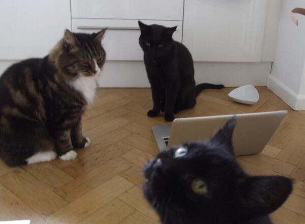 RT My cat is sad because my other cats claim to hate the Daily Mail but still post links to it, boosting its ad revenue.  - embedded image 