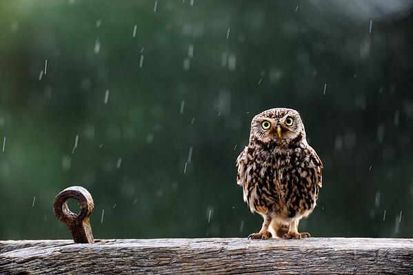 RT "Singing In The Rain" by @KINGFISHER1972: http://t.co/raJapFBCBK via @500px #cute  - embedded image