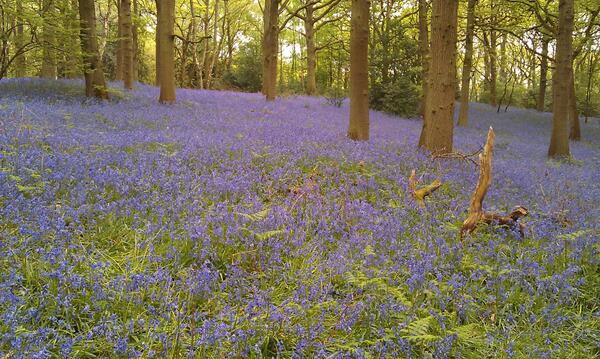 RT A wood near Bromsgrove yesterday. The colour & scent were amazing! @WoodlandTrust  - embedded image