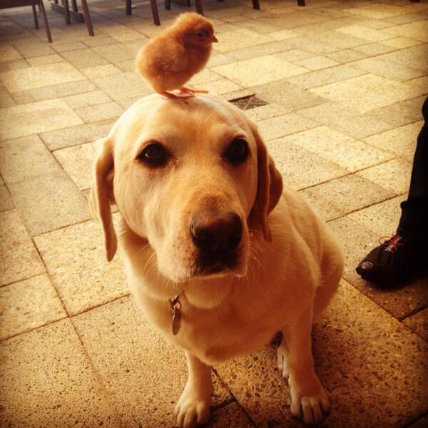 RT Puppy wearing a chick for a hat.  - embedded image