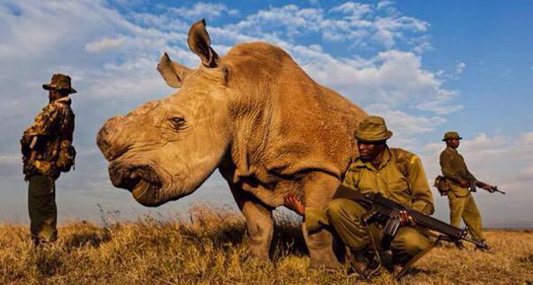 RT Armed guards in Sudan protect the last male northern white rhino on earth. His species survived for 50 million years.  - embedded image 