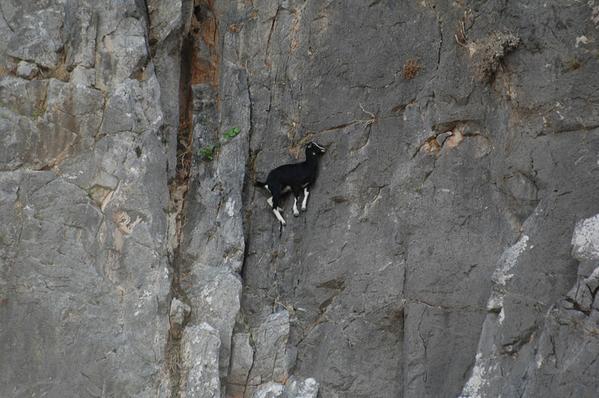 RT im not even sure goats actually use physics  - embedded image 1