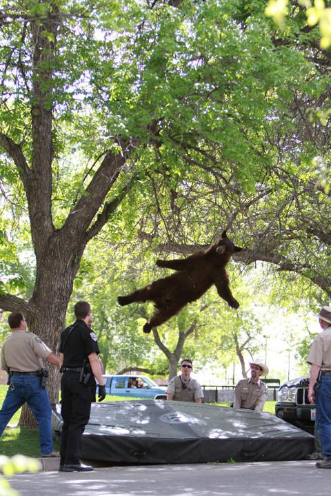 RT In Birmingham in the autumn, random Bears fall from trees like leaves.If one falls on you, you keep it.
#FoxNewsFacts  - embedded image 