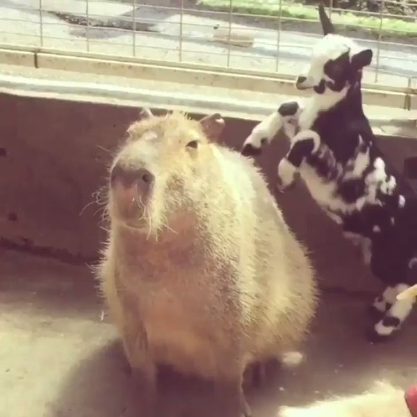 RT Capybaras are truly the world's chillest animal  - embedded image 