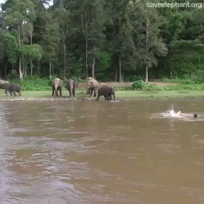 RT A man was swimming & an Elephant thought he was in trouble & rushed over to save him. Such amazing creatures. 
 - embedded image 