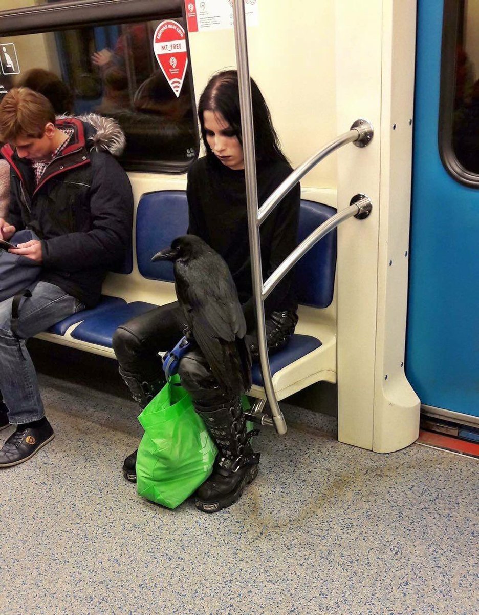 RT Sure, you're goth, but are you dejectedly riding the subway with your raven goth?  - embedded image 