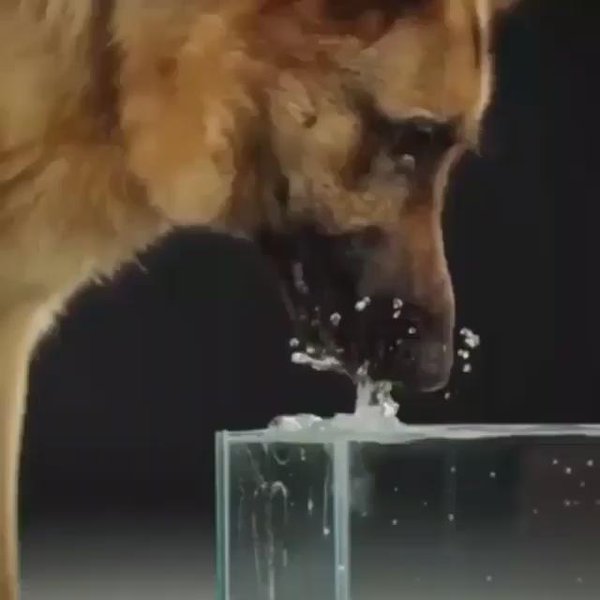 RT How dogs drink   - embedded image 