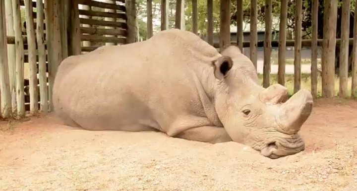 RT Want to know what extinction looks like? This is the last male Northern White Rhino. The Last. Nevermore  - embedded image 