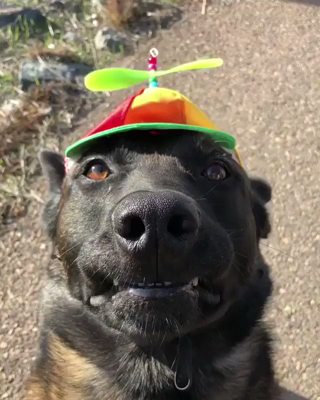 RT Pretty sure he hates his new hat  - embedded image 