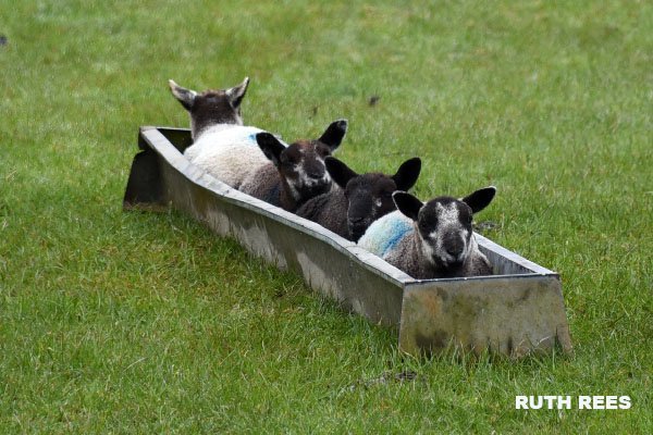 RT We're not predicting great things for the Welsh bobsleigh team at the Winter Olympics 2018... 󠁧󠁢󠁷󠁬󠁳󠁿 🤣  - embedded image 