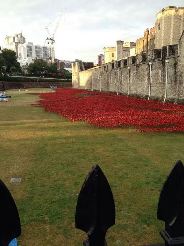 RT Tower of London epic MT @ravenmaster1: 50,000 poppies, 820,000 poppies to go: 1 for each life lost in First World War  - embedded image