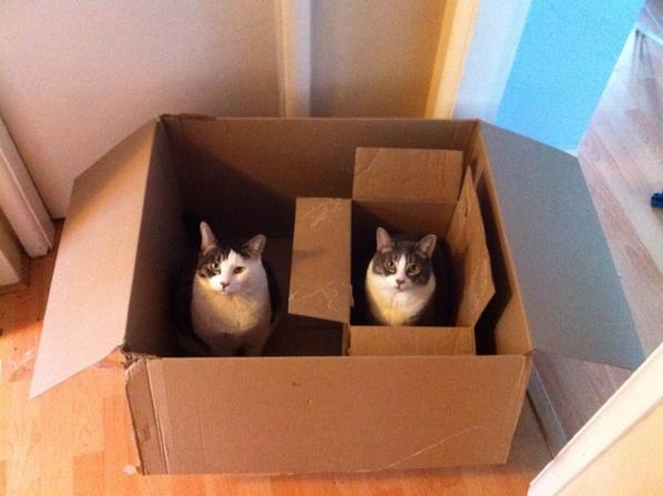 RT "um, Dr Schrodinger? I opened the box and, well... we may have a problem"  - embedded image 