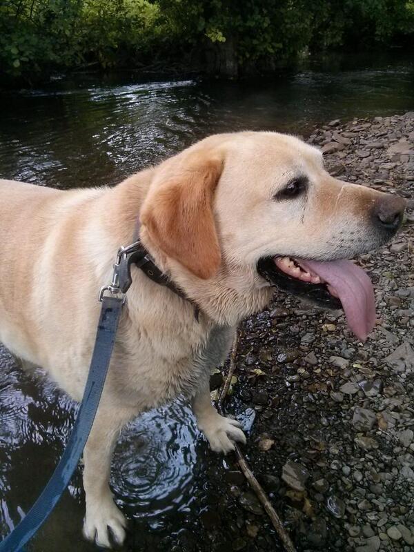 Dog dipping time.  - embedded image