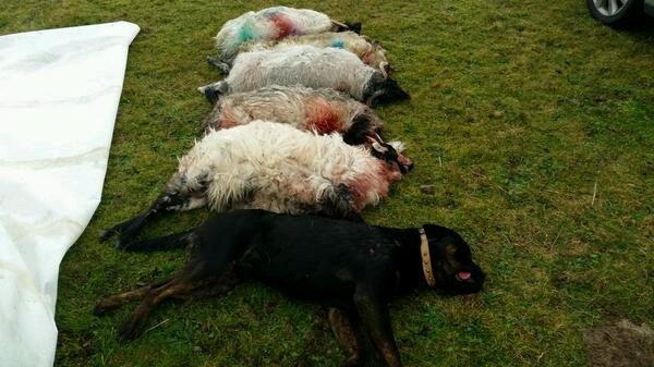 RT A good reminder to dog walkers, 
If you fail to keep your dog on a lead it's not just the sheep that pay the price...  - embedded image 