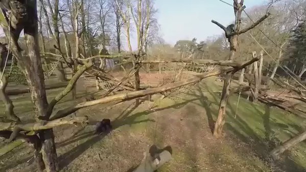 RT HD Camera Drone: £449

Entry to zoo: £75

Chimpanzee destroying your drone with a stick: Priceless  - embedded image 