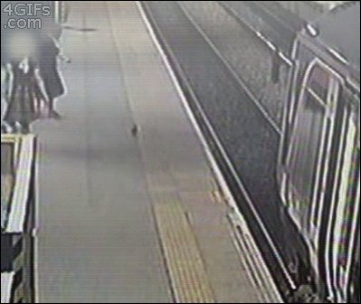 RT Muslim-trained pigeon hurls man on to train track @realDonaldTrump  - embedded image 