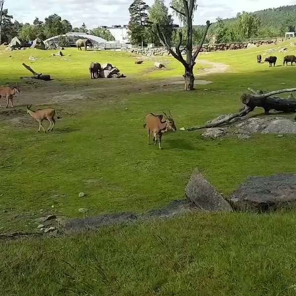 RT I don't know what's funnier the baby elephant chasing the birds, or when he fell and ran to his mom  - embedded image 