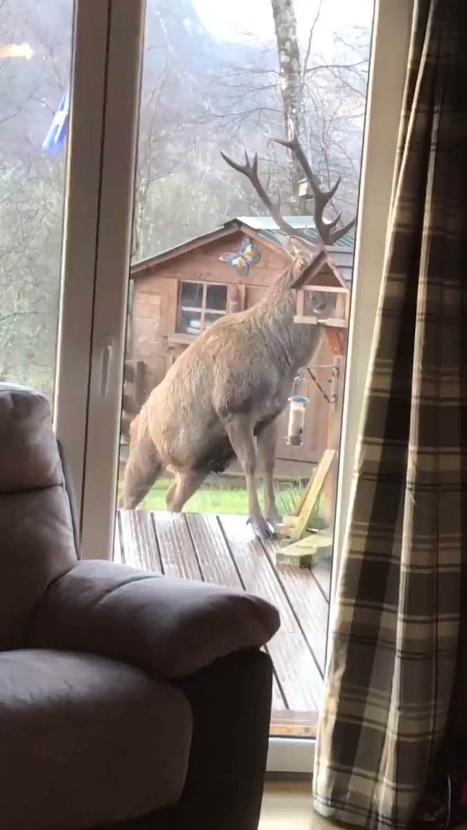 RT When you feed the birds in Glenfinnan and the stag decides he wants a bit too @GlenfinnanHouse #scot #wildlife  - embedded image 