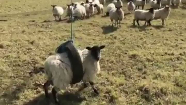 RT Bloody sheep  - embedded image 