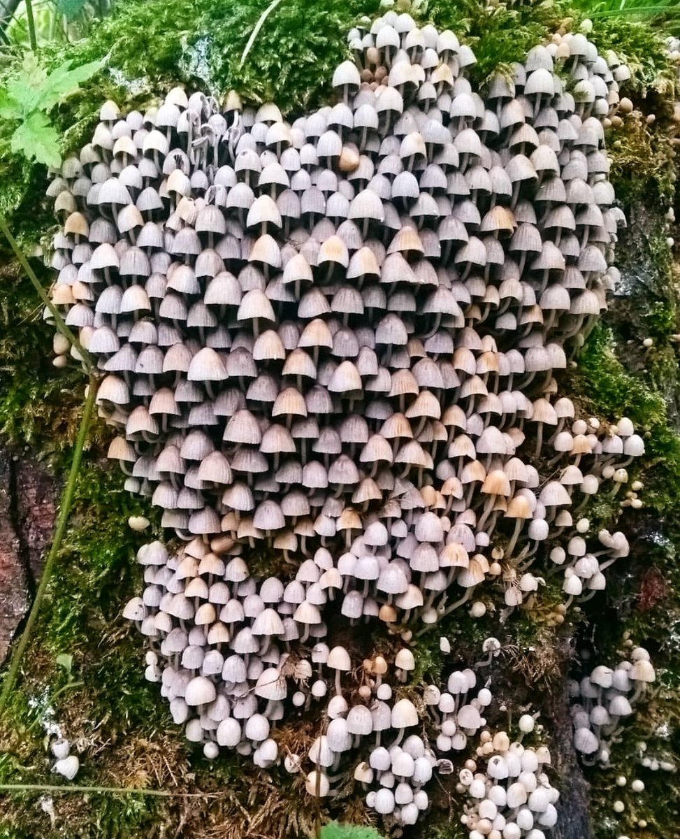 RT There's not mushroom left on this tree @NTDudmaston...

Photo: Lewis C.  - embedded image 