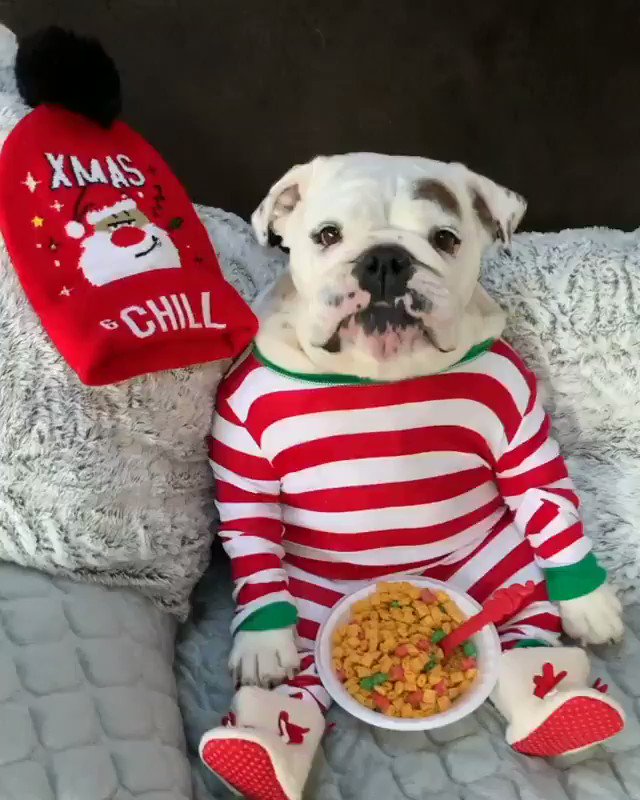 RT me, patiently waiting for santa to arrive
(eggnogthebulldog IG)  - embedded image 