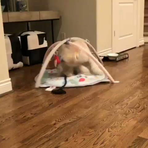 RT the best part about having a baby brother is getting to play with all of his toys
(realtuckerdoodle IG)  - embedded image 