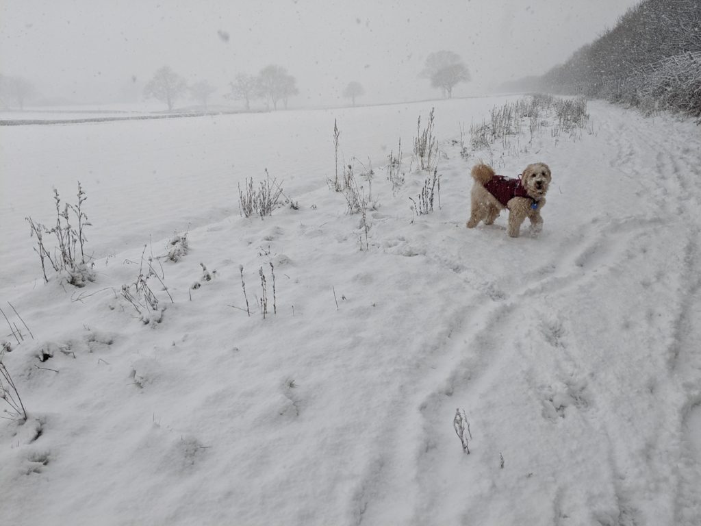 Pickle the dog, with some snow